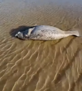 PEIXE BOI MARAGOGI