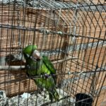 Operação é deflagrada contra organização interestadual de tráfico de animais silvestres