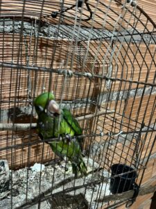 papagaio alagoas meio ambiente gaiola
