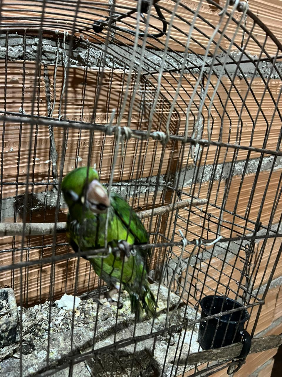 papagaio alagoas meio ambiente gaiola