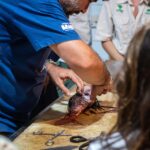 Professor da Ufal capacita mergulhadores em Fernando de Noronha para manejo com peixe-leão