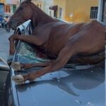 Cavalo solto provoca grave acidente em Santana do Ipanema
