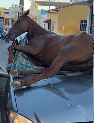 Cavalo solto provoca grave acidente em Santana do Ipanema