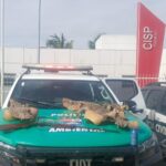 Polícia apreende espingarda e peles de animais no interior