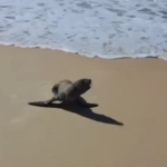 Lobo-marinho é avistado no litoral de Alagoas