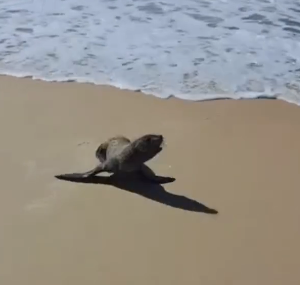 Lobo-marinho é avistado no litoral de Alagoas