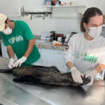 Exame aponta broncopneumonia como causa da morte de lobo-marinho encontrado em Feliz Deserto
