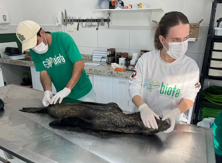 Exame aponta broncopneumonia como causa da morte de lobo-marinho encontrado em Feliz Deserto