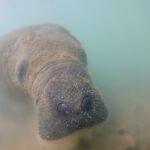 Peixes-boi mortos foram expostos a agentes químicos em Alagoas