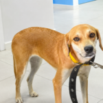 Dia do Cachorro Caramelo é celebrado em Maceió pela importância da adoção responsável