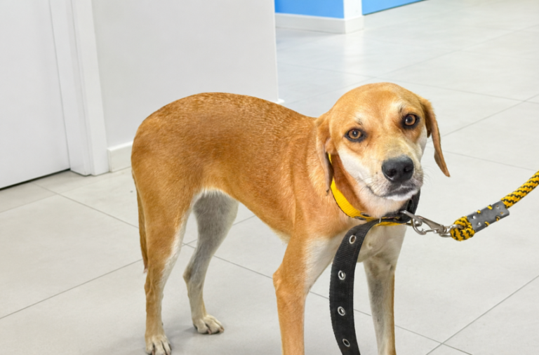 Dia do Cachorro Caramelo é celebrado em Maceió pela importância da adoção responsável