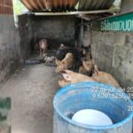 Fiscalização do Iplam fecha pocilga no São Jorge, em Maceió