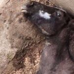 Ministério Público oferta denúncia contra empresa e sócios por morte de 80 cavalos em Atalaia