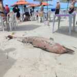 Golfinho é encontrado morto na Praia do Francês