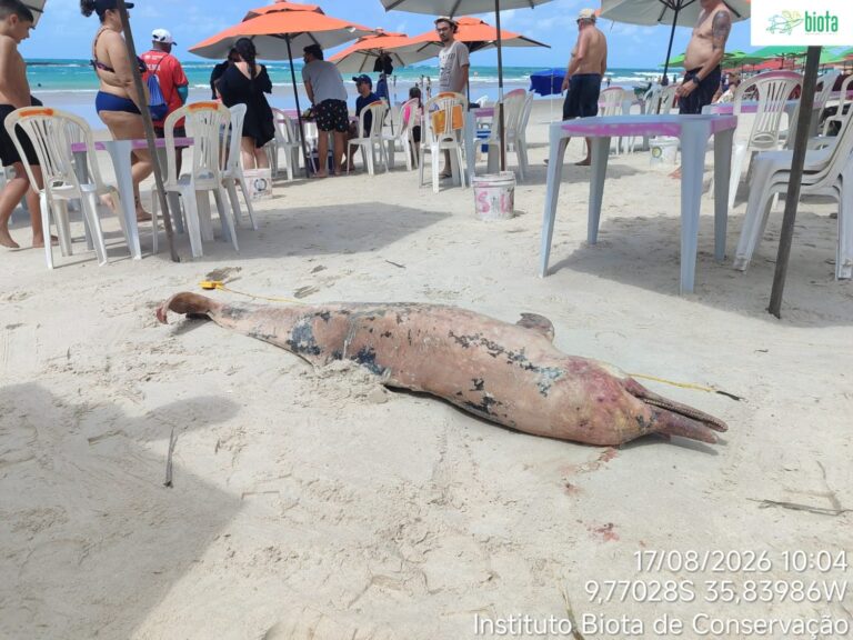 Golfinho é encontrado morto na Praia do Francês