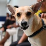 Primeiro Mutirão de Castração no HC Pet promove mais de 80 cirurgias em Maceió
