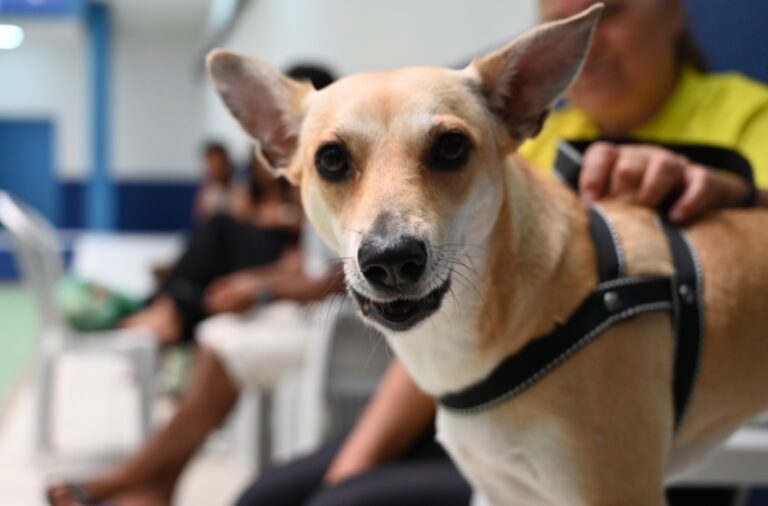 Primeiro Mutirão de Castração no HC Pet promove mais de 80 cirurgias em Maceió