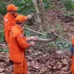 Cobra de grande porte é capturada em Arapiraca