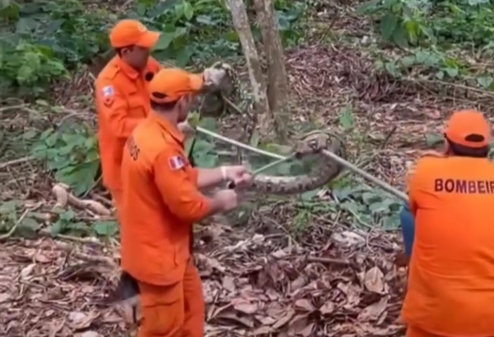 Cobra de grande porte é capturada em Arapiraca