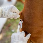 Saúde de Maceió reforça importância da vacinação de cães e gatos contra a raiva