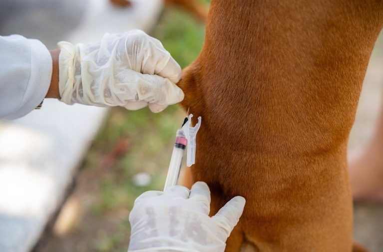 Saúde de Maceió reforça importância da vacinação de cães e gatos contra a raiva