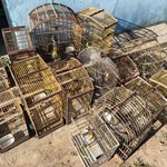Polícia apreende armas e cerca de 600 animais silvestres em Alagoas