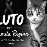 Ex-funcionários de academia em Maceió são indiciados por maus-tratos que levaram gata à morte