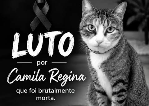Ex-funcionários de academia em Maceió são indiciados por maus-tratos que levaram gata à morte