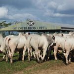 Com 100% de liquidez, 25º Leilão IBC confirma força da genética Nelore alagoana 