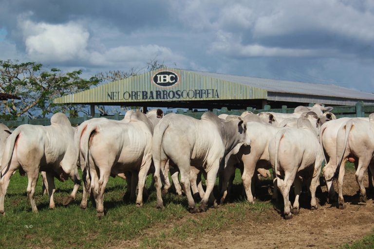 Com 100% de liquidez, 25º Leilão IBC confirma força da genética Nelore alagoana 