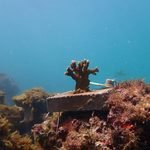 Projeto Corais de Alagoas inicia plantio nos recifes da praia de Pajuçara